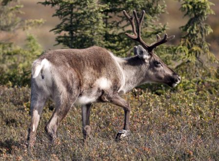 Les forages continuent en plein coeur de l’habitat du caribou