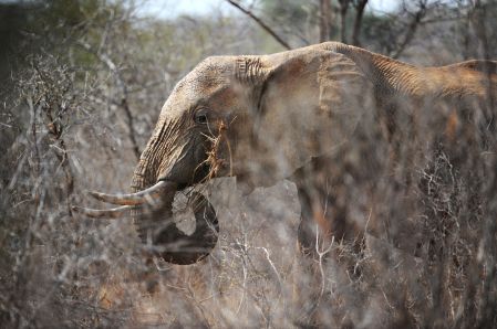La moitié des éléphants décimés en cinq ans
