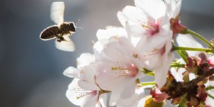 Washington veut sauver les abeilles et les papillons