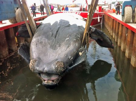 En Gaspésie, la carcasse d’une baleine noire intrigue les scientifiques