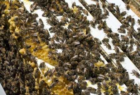 Les abeilles ont connu une meilleure année au Canada