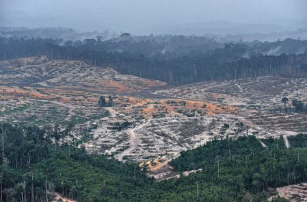 L’huile de palme rallume la mèche de la déforestation