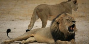 Un riche dentiste américain a tué le célèbre lion Cecil