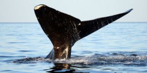 Une autre baleine menacée sur la route de TransCanada