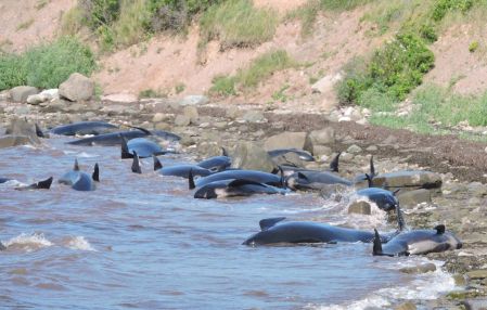D’autres baleines échouées en Nouvelle-Écosse sauvées par des citoyens