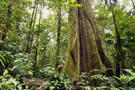 Les forêts de la planète ne suivent plus le rythme