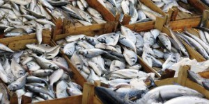 La moitié des poissons pêchés en pure perte