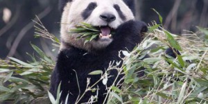 La femelle panda du Zoo de Toronto est enceinte de deux bébés