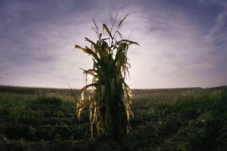 Les géants des pesticides sont «plus puissants» que l’État