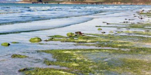 Les algues, énergie de l’avenir?