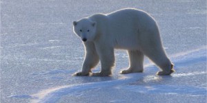 L’ours polaire victime des changements climatiques