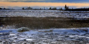 La verte métamorphose de la toundra arctique