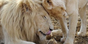 Les lions d’Afrique et d’Inde parmi les espèces en danger