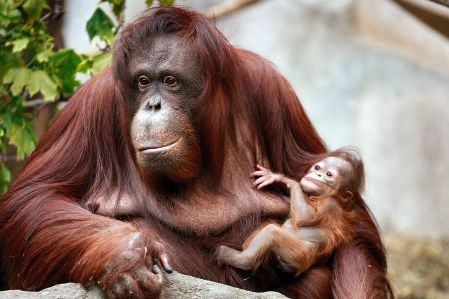 L’orang-outang de Bornéo en danger d’extinction