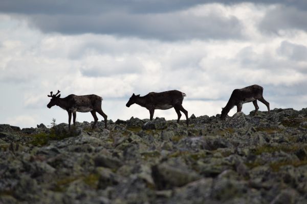 Requiem pour les caribous de la Gaspésie
