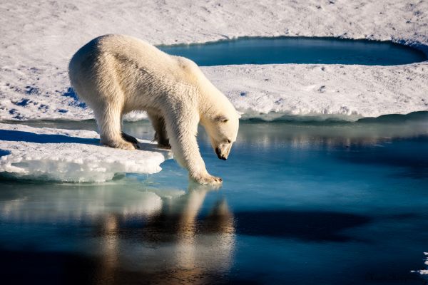 Nouveau plan d'Obama pour protéger les ours polaires