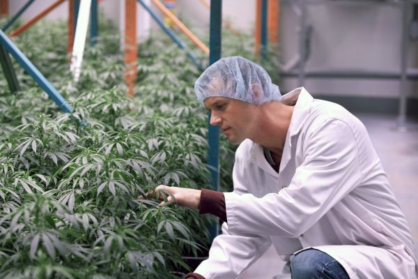 Action collective contre un producteur de cannabis médicinal
