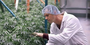 Action collective contre un producteur de cannabis médicinal