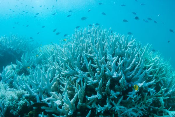 Les coraux de la Grande Barrière ont encore blanchi