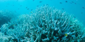 Les coraux de la Grande Barrière ont encore blanchi