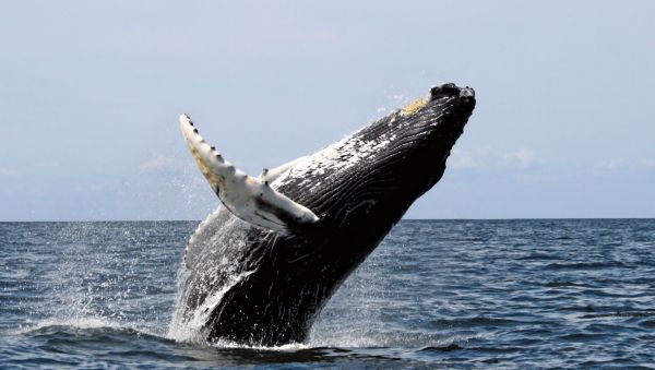 Baleines à bosse: taux de mortalité inhabituel