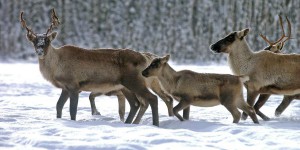 Québec refuse d’expliciter sa décision de déplacer vers un zoo la harde de Val-d’Or