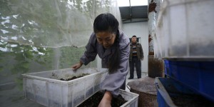 En Chine, des «asticots gloutons» contre les déchets alimentaires