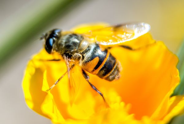 Deux études confirment la nocivité des insecticides néonicotinoïdes pour les abeilles