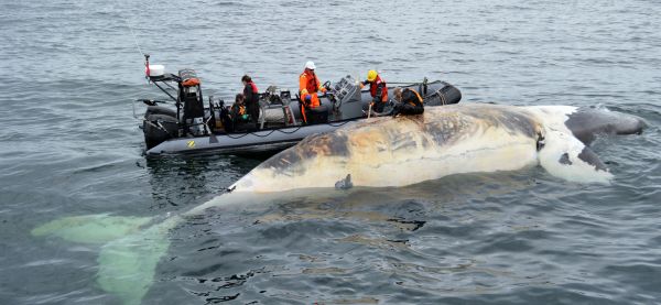 La mort de six baleines est «très préoccupante»