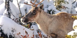 Pas de protection supplémentaire pour les caribous de Val-d’Or