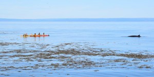 Québec confiant d’atteindre ses objectifs de protection des milieux marins