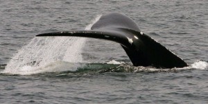 Deux autres carcasses de baleine noire sont retrouvées à Terre-Neuve