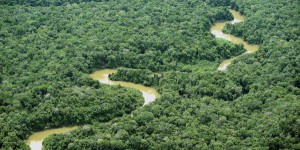 La déforestation en Colombie a augmenté de 44 % en 2016