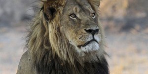 Le fils du lion Cecil a aussi été tué  au Zimbabwe
