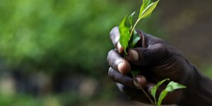 Financer la conservation des forêts en Afrique, nouvelle stratégie contre le réchauffement