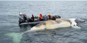 Une huitième baleine noire trouvée morte dans le golfe du Saint-Laurent