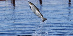 Ottawa évaluera les impacts d’une production de saumons OGM dans l’Î.-P.-É
