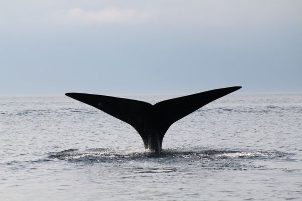 Ottawa impose des mesures pour protéger les baleines noires