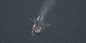 Un sauveteur de cétacés tué par une baleine dans le golfe du Saint-Laurent