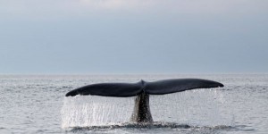 Une baleine noire empêtrée dans un gréement de pêche au large de la Gaspésie