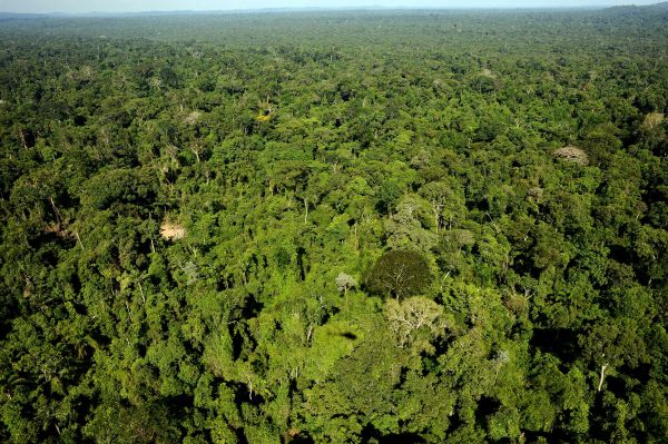 Des millions d’hectares de forêt ouverts à l’exploitation minière privée en Amazonie