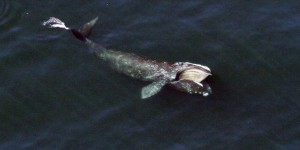 Les États-Unis lancent une enquête sur le pic de mortalité chez les baleines noires