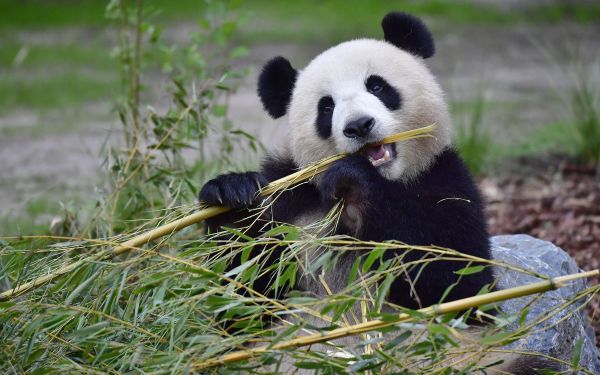 Le panda géant en meilleure forme, mais toujours menacé