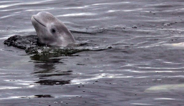 En Russie, la chasse à outrance de bélougas et orques inquiète les scientifiques