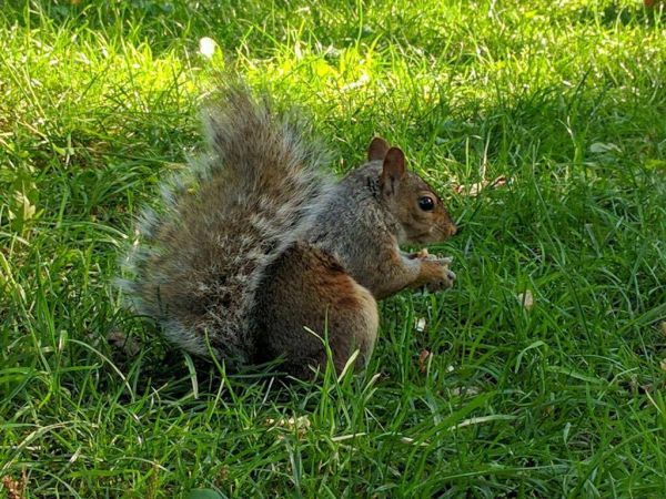La CAQ dépose une pétition en faveur de la chasse à l’écureuil