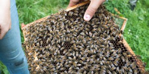 Le miel contaminé par des néonicotinoïdes sur tous les continents