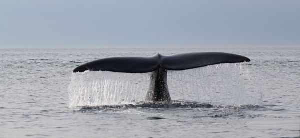 Les résultats des nécropsies sur les baleines noires attendus
