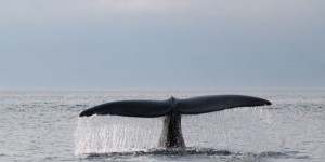 Après une année meurtrière, la baleine noire pourrait disparaître selon la NOAA