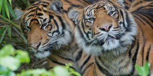 Les tigres de Sumatra poussés vers l’extinction par la déforestation