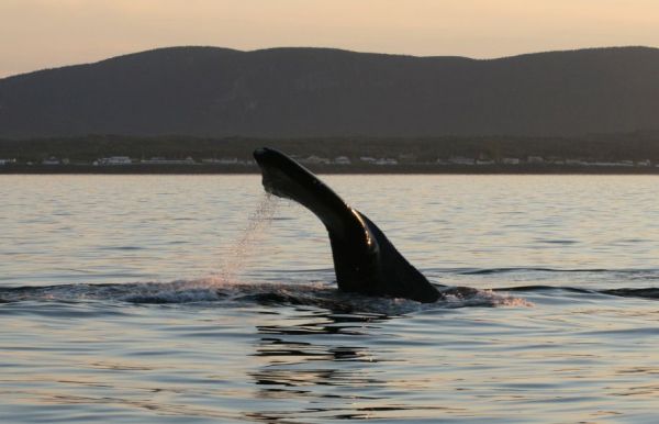 Les navires ont respecté la limite de vitesse pour protéger les baleines noires